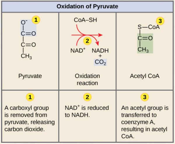 Oxidation of Pyruvate