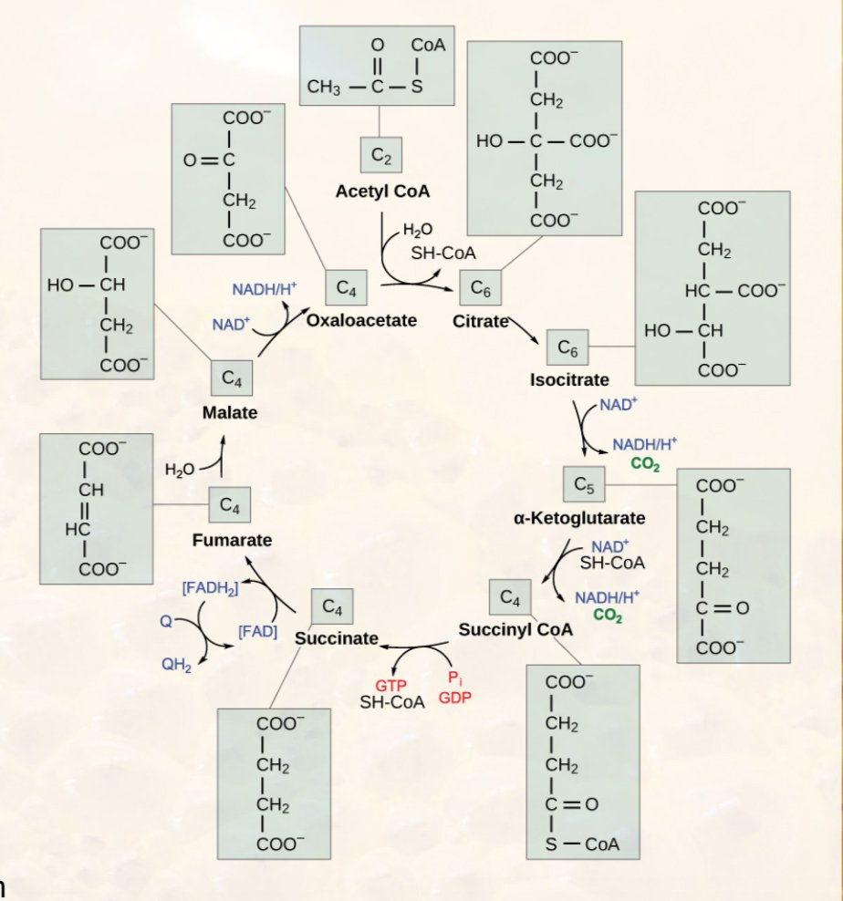 Citric Acid and Krebs Cycle