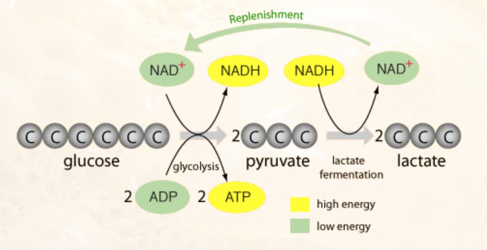 Lactic Acid Fermentation Pathway