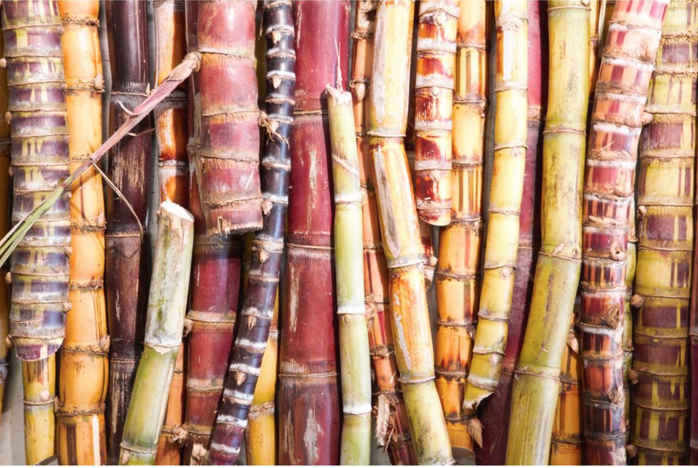 EI august sugarcane