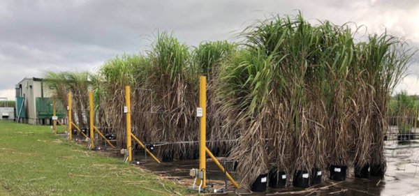 Sugarcane in Louisiana