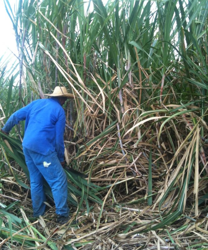 Man in Sugarcane Field.jpg