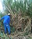 Man in Sugarcane Field.jpg