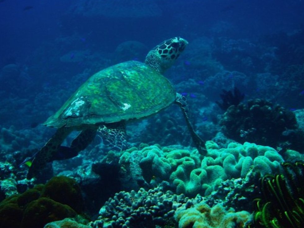 Sea turtles by Daryl