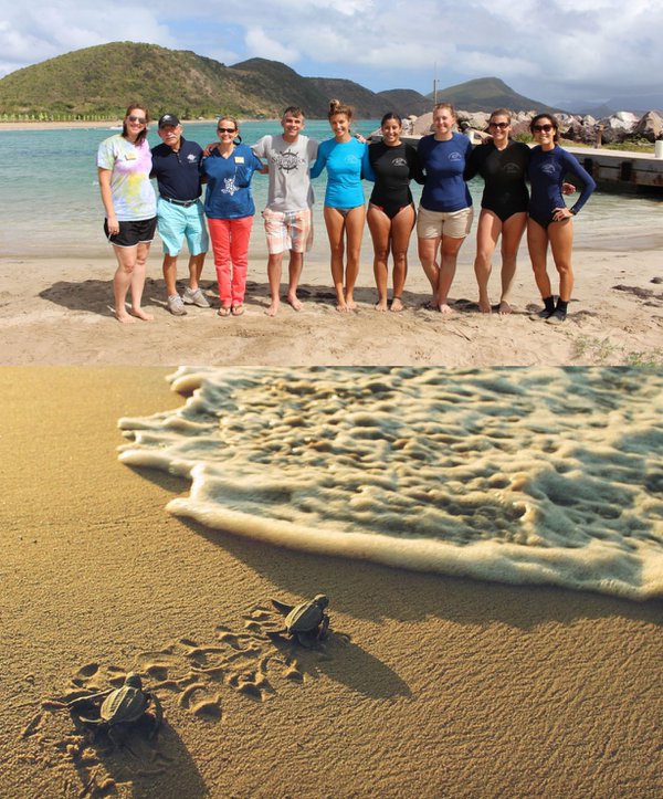 St Kitts Sea Turtle Monitoring Network2