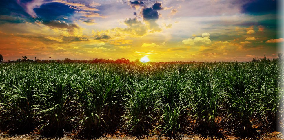 sugarcane field at sunrise
