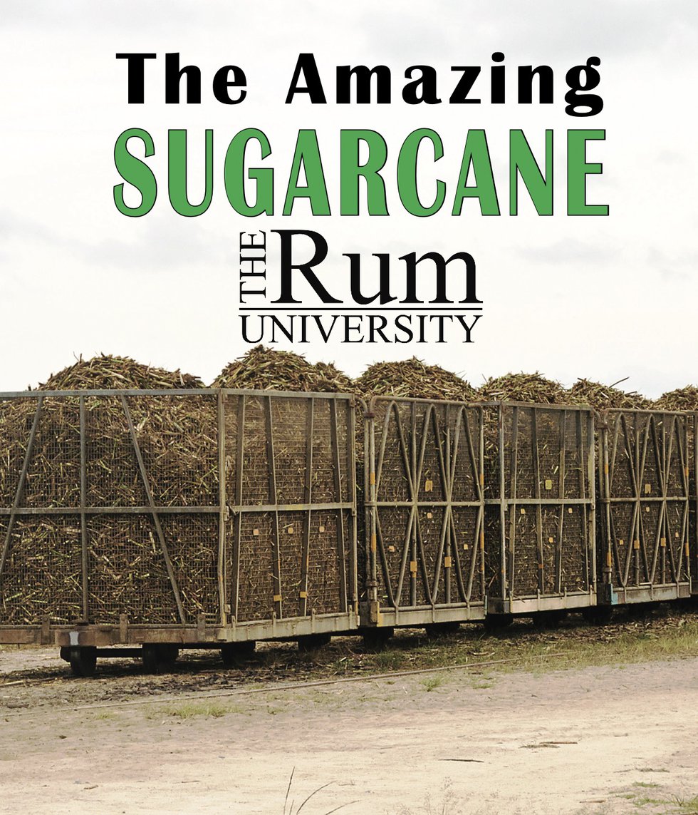 The Amazing Sugarcane.