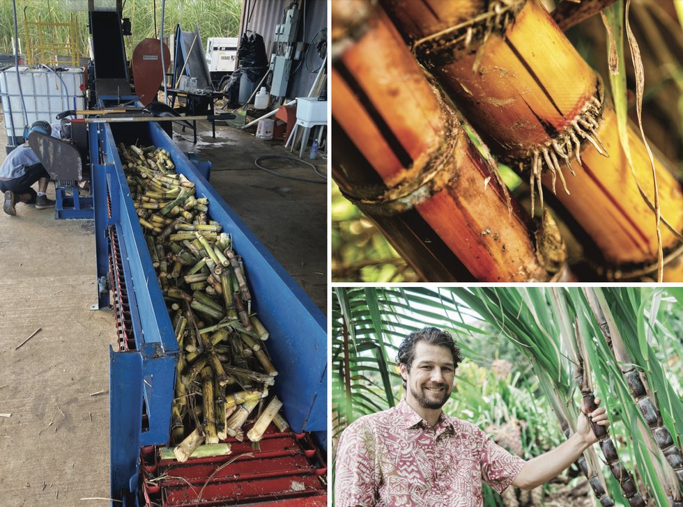 Noa Lincoln and Hawaiian Heirloom sugarcane